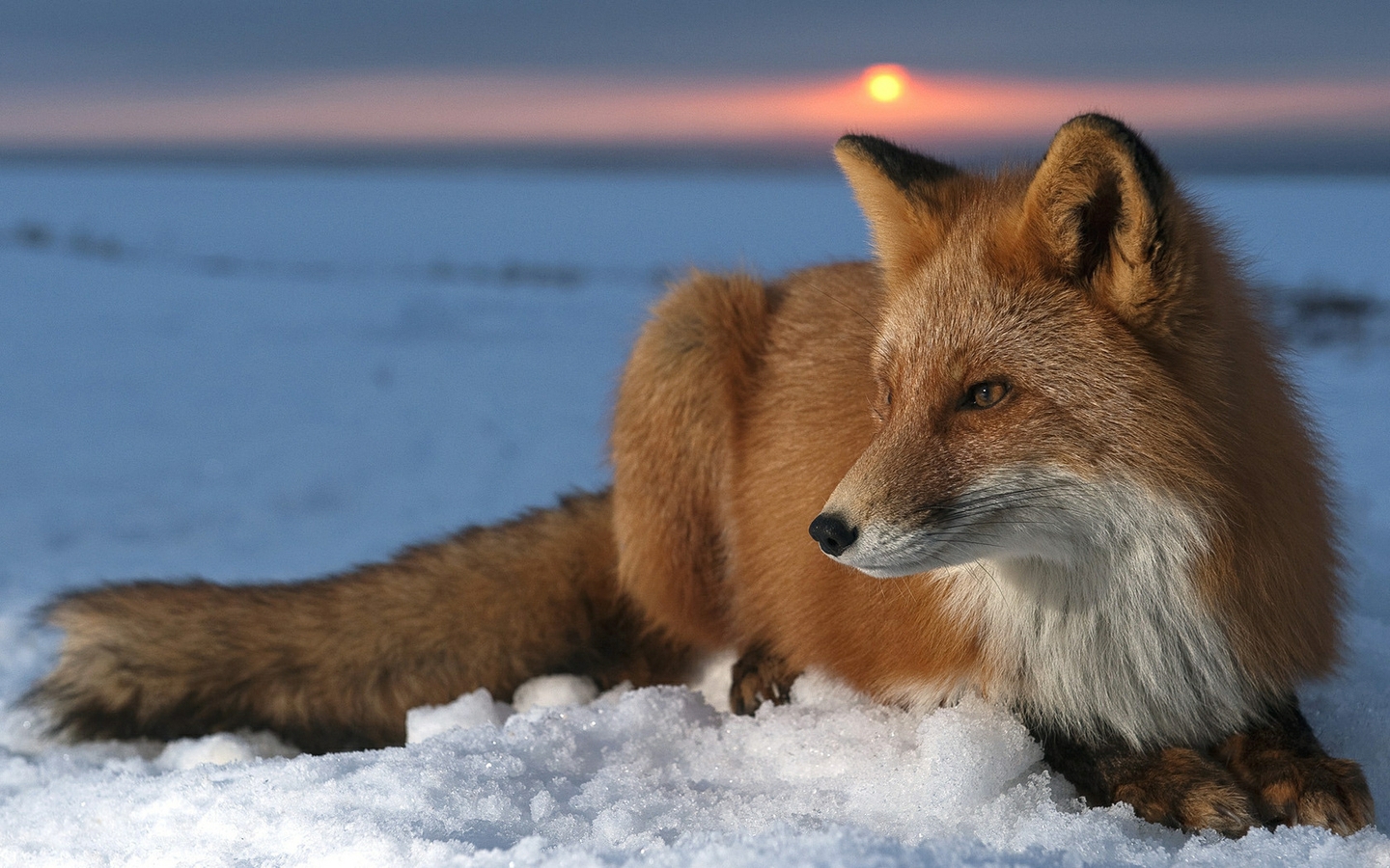 Cute Red Fox Wallpapers