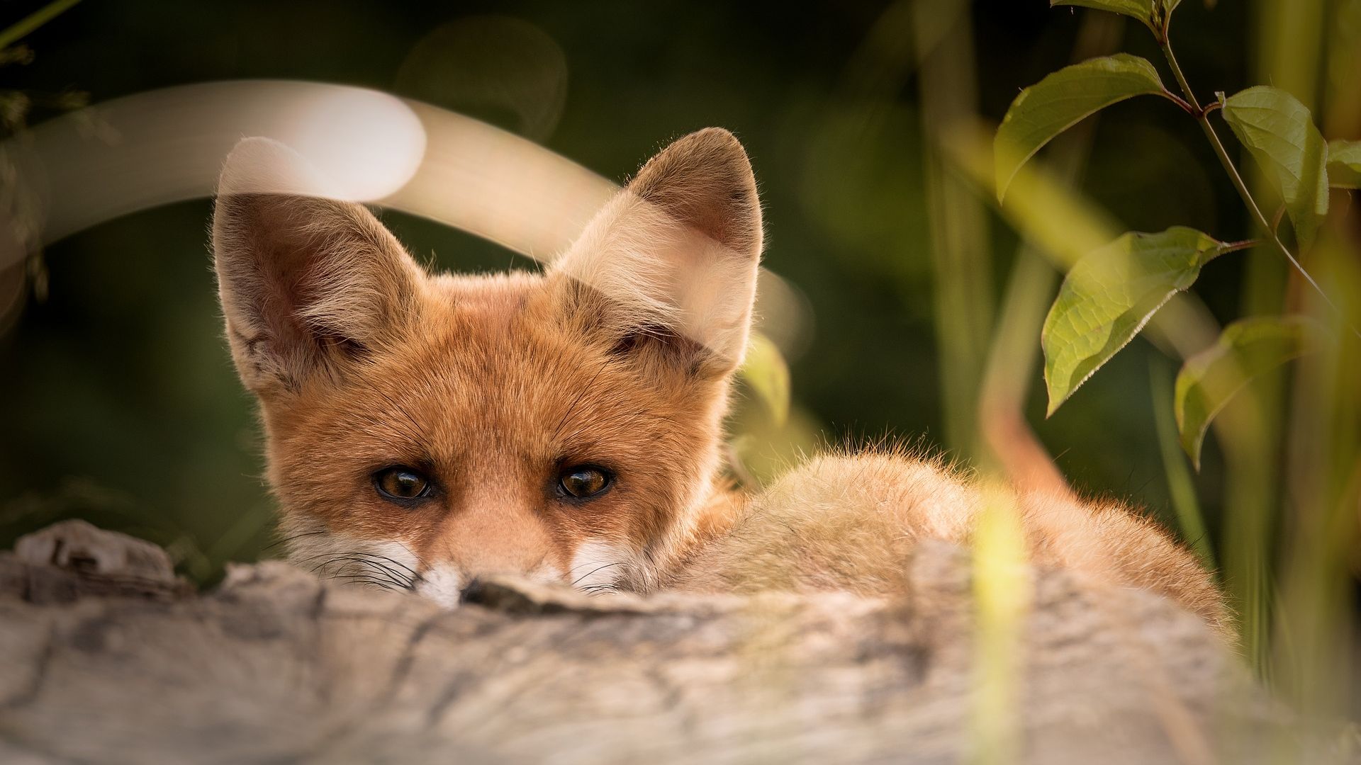 Cute Red Fox Wallpapers