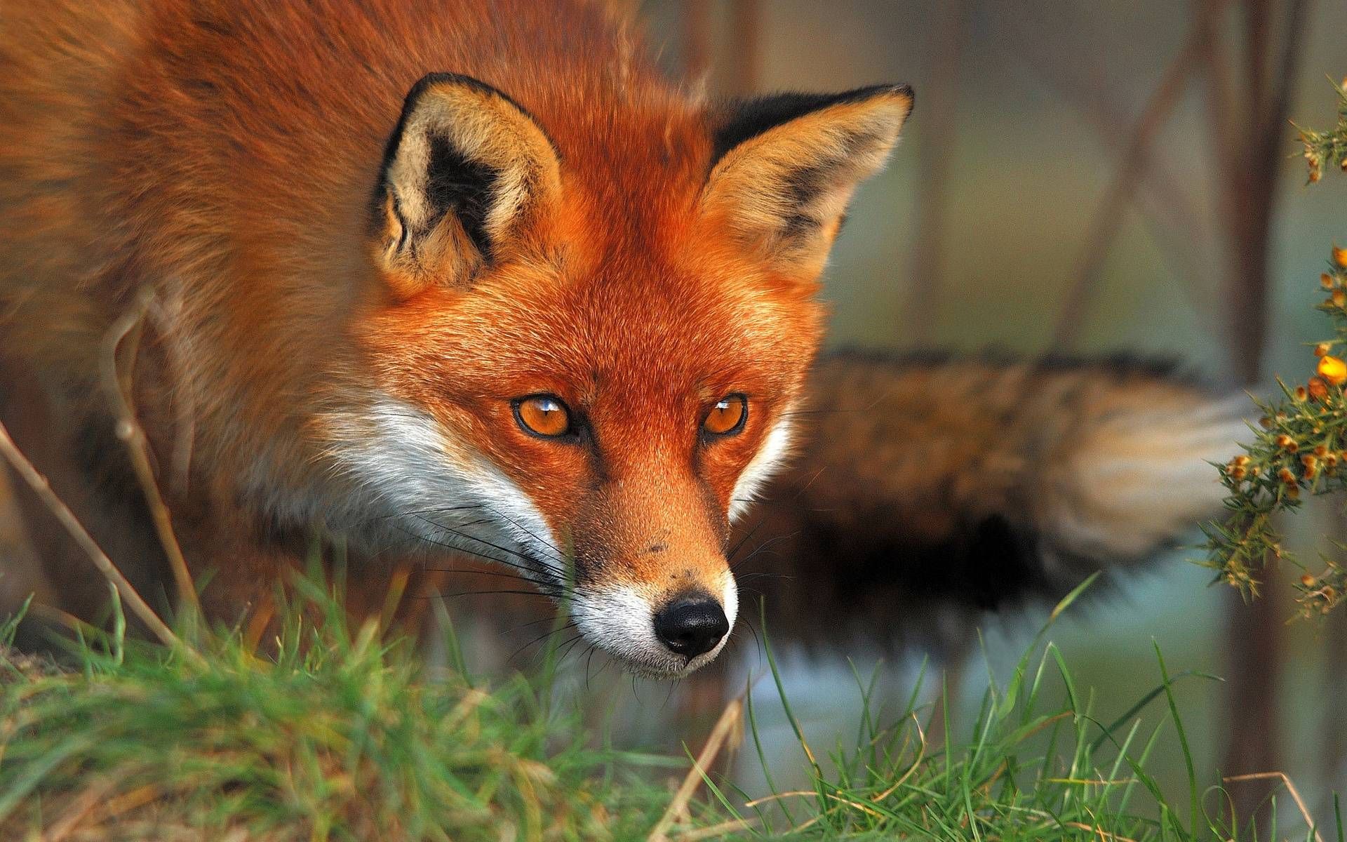 Cute Red Fox Wallpapers