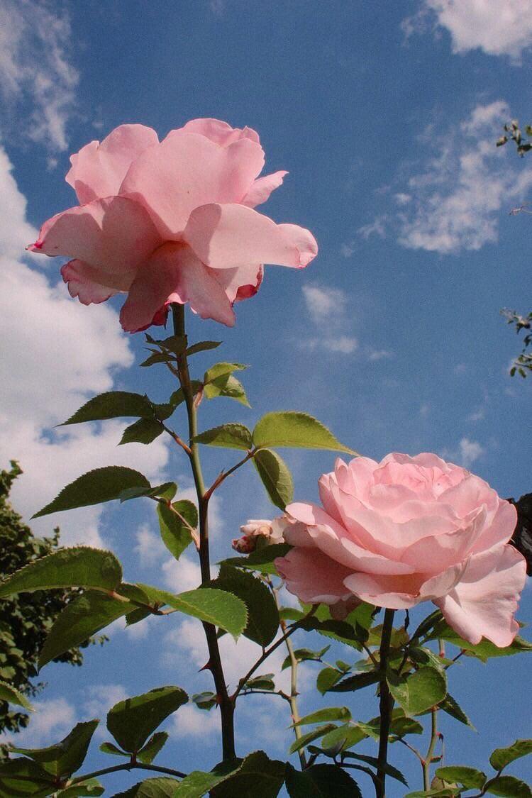 Cute Rose Aesthetic Wallpapers Wallpapers