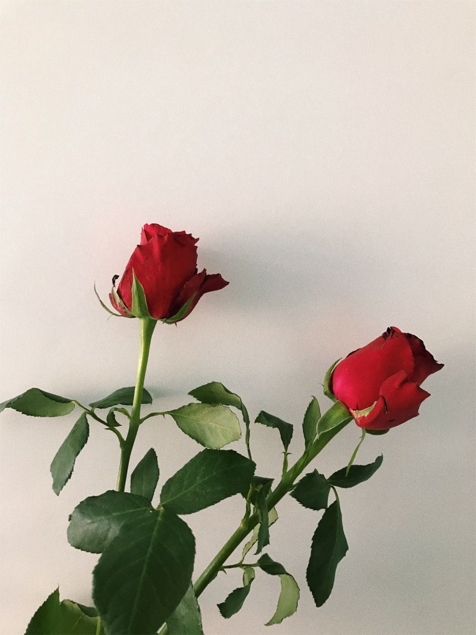 Cute Rose Aesthetic Wallpapers Wallpapers