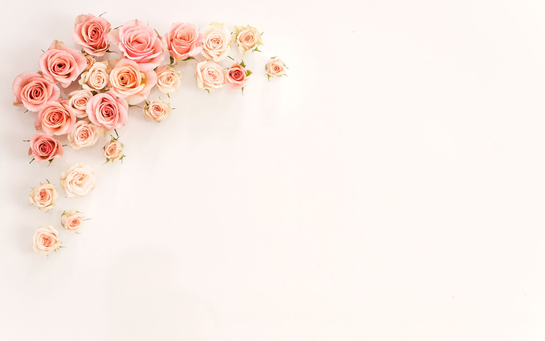 Cute Rose Aesthetic Wallpapers Wallpapers