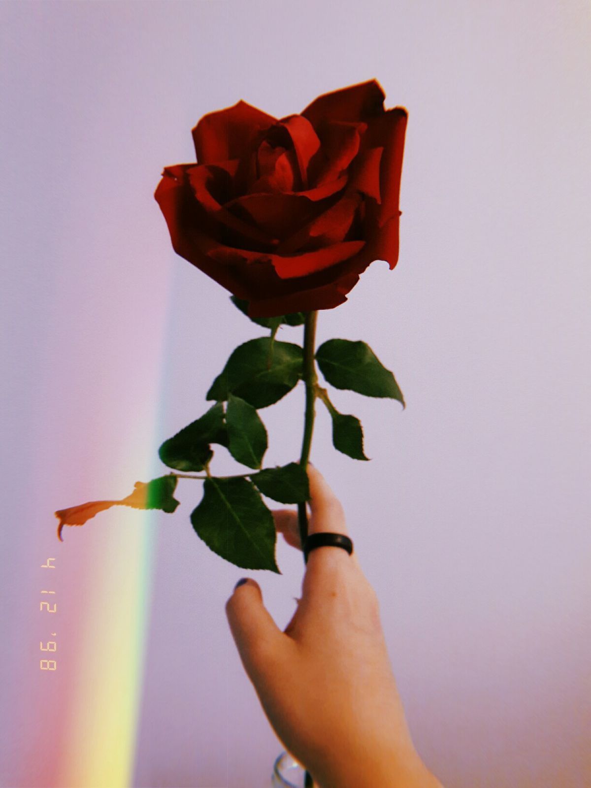 Cute Rose Aesthetic Wallpapers Wallpapers