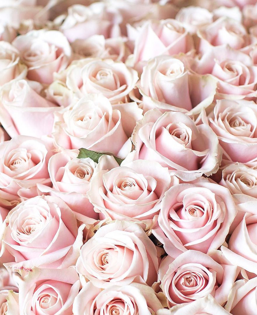 Cute Rose Aesthetic Wallpapers Wallpapers