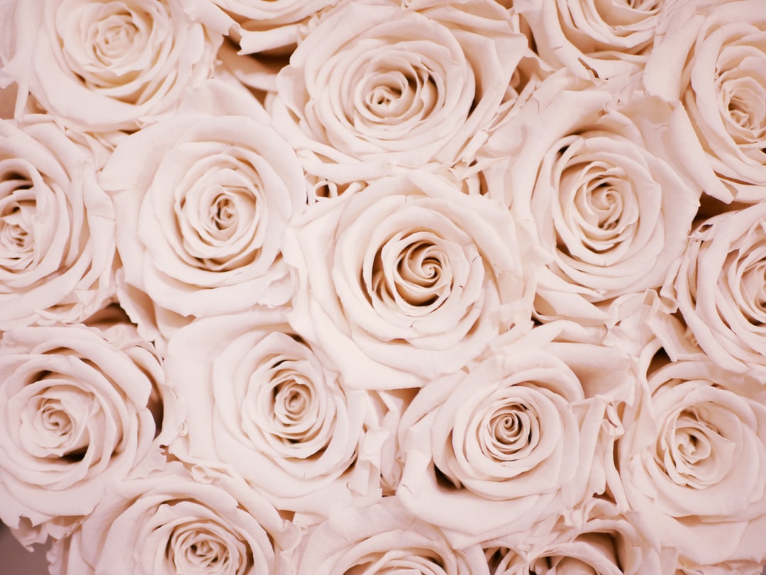 Cute Rose Wallpapers