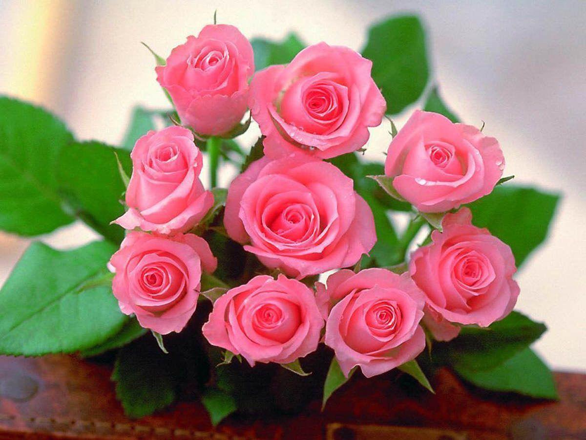 Cute Roses Hd Wallpaper Wallpapers