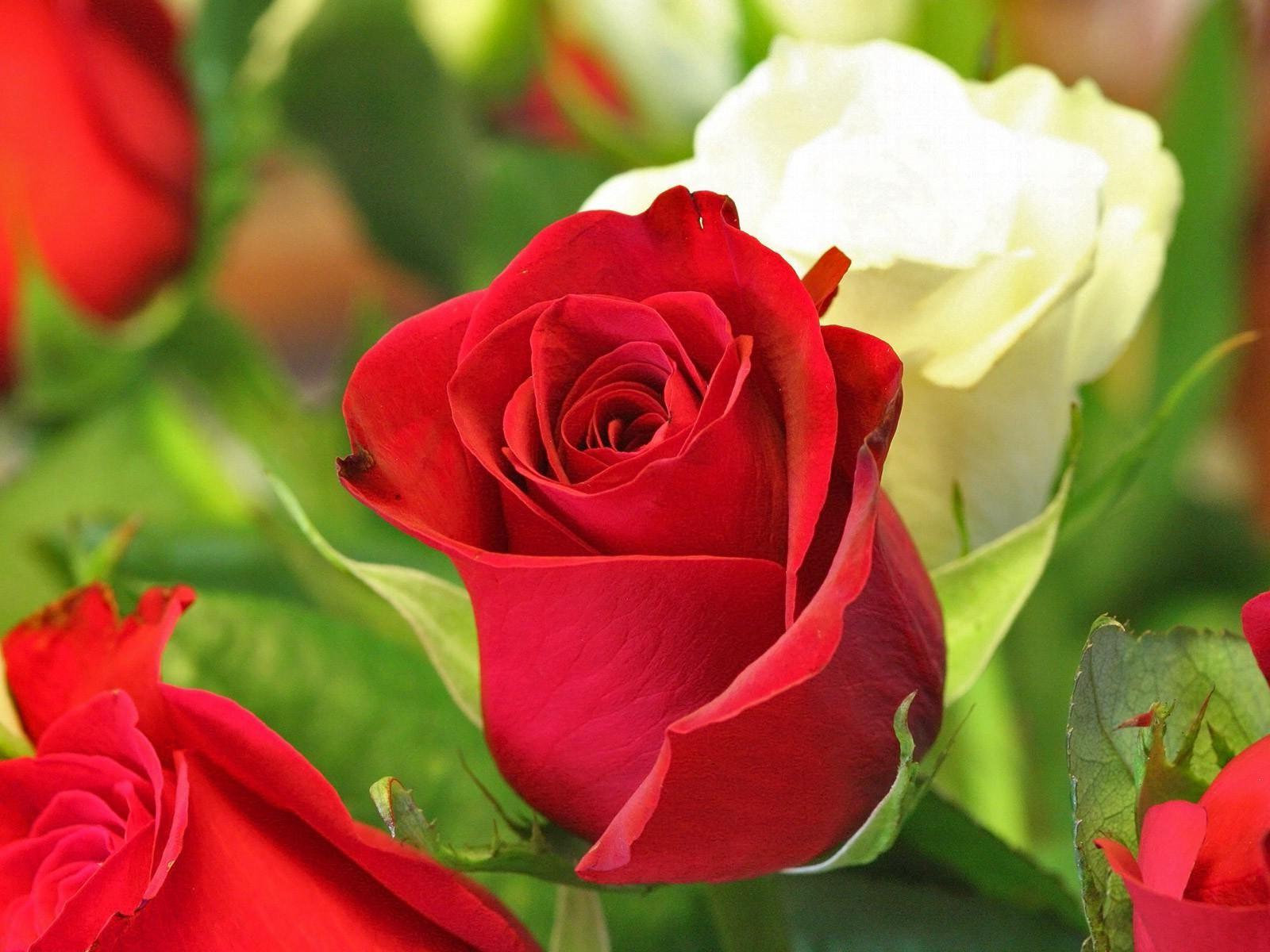 Cute Roses Hd Wallpaper Wallpapers