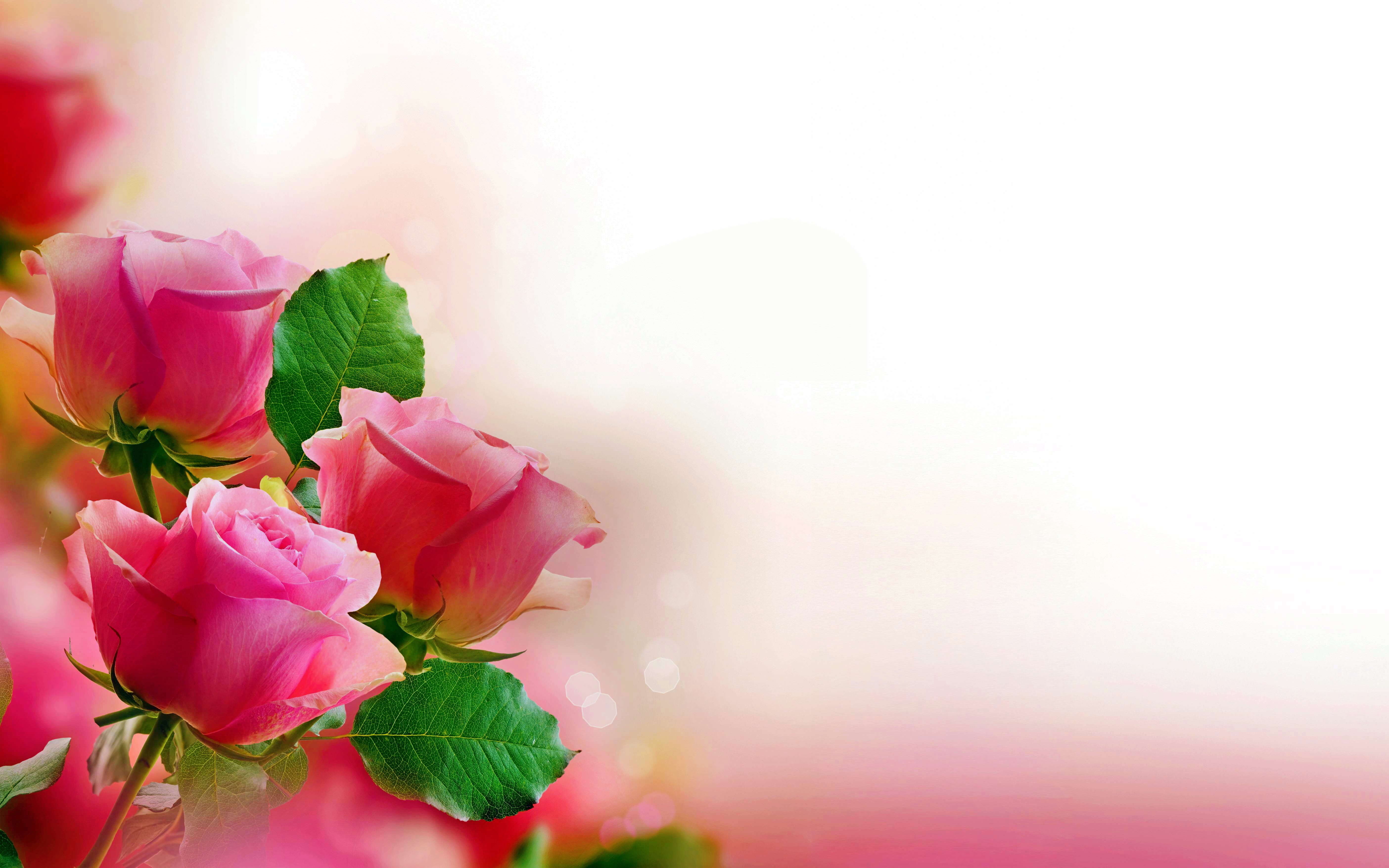 Cute Roses Hd Wallpaper Wallpapers