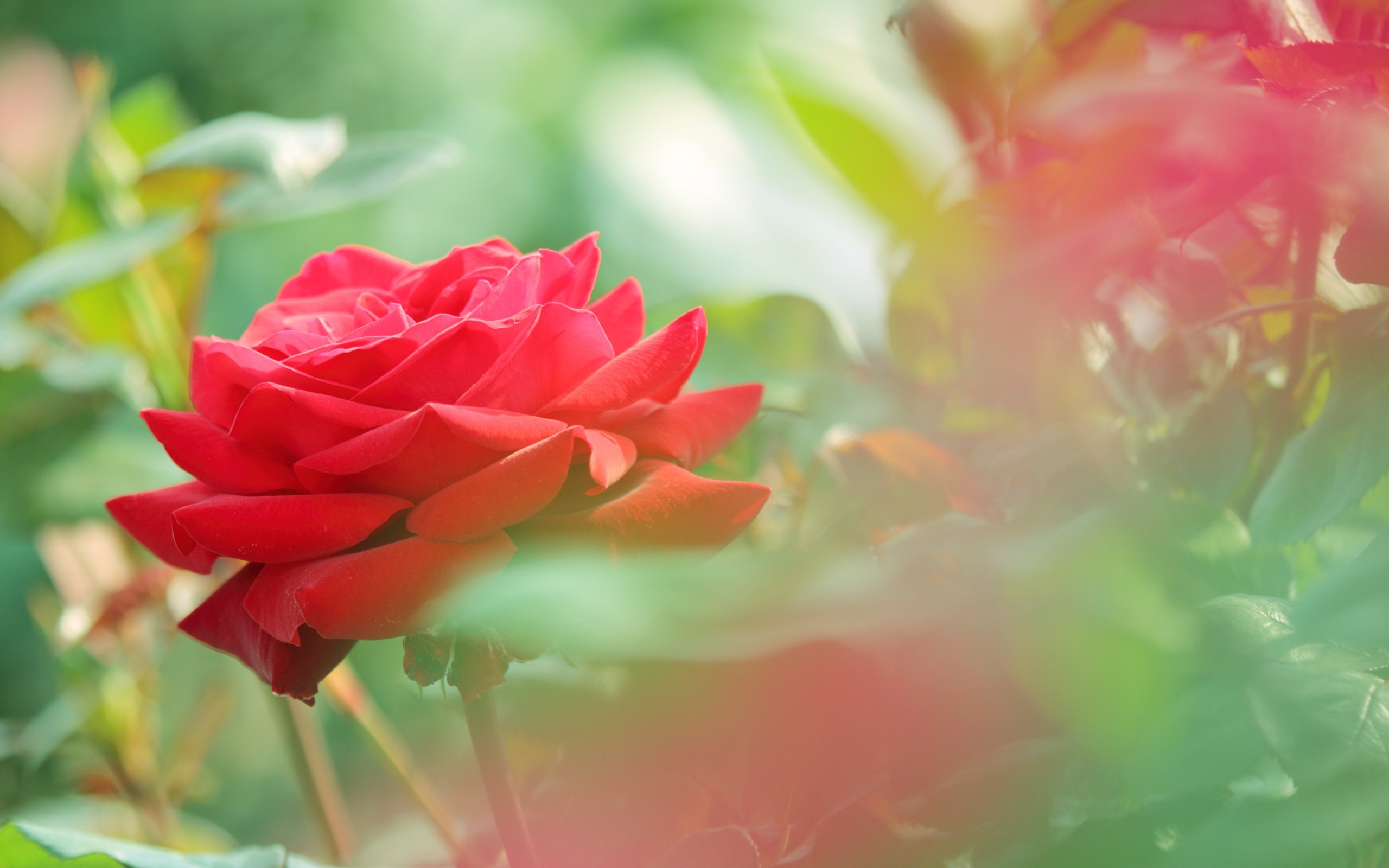 Cute Roses Hd Wallpaper Wallpapers