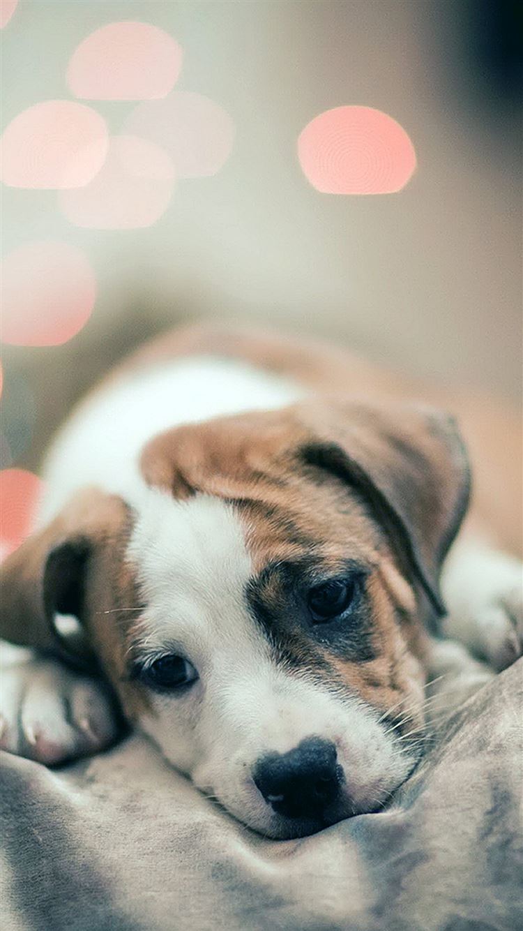 Cute Sad Puppy Wallpapers Wallpapers
