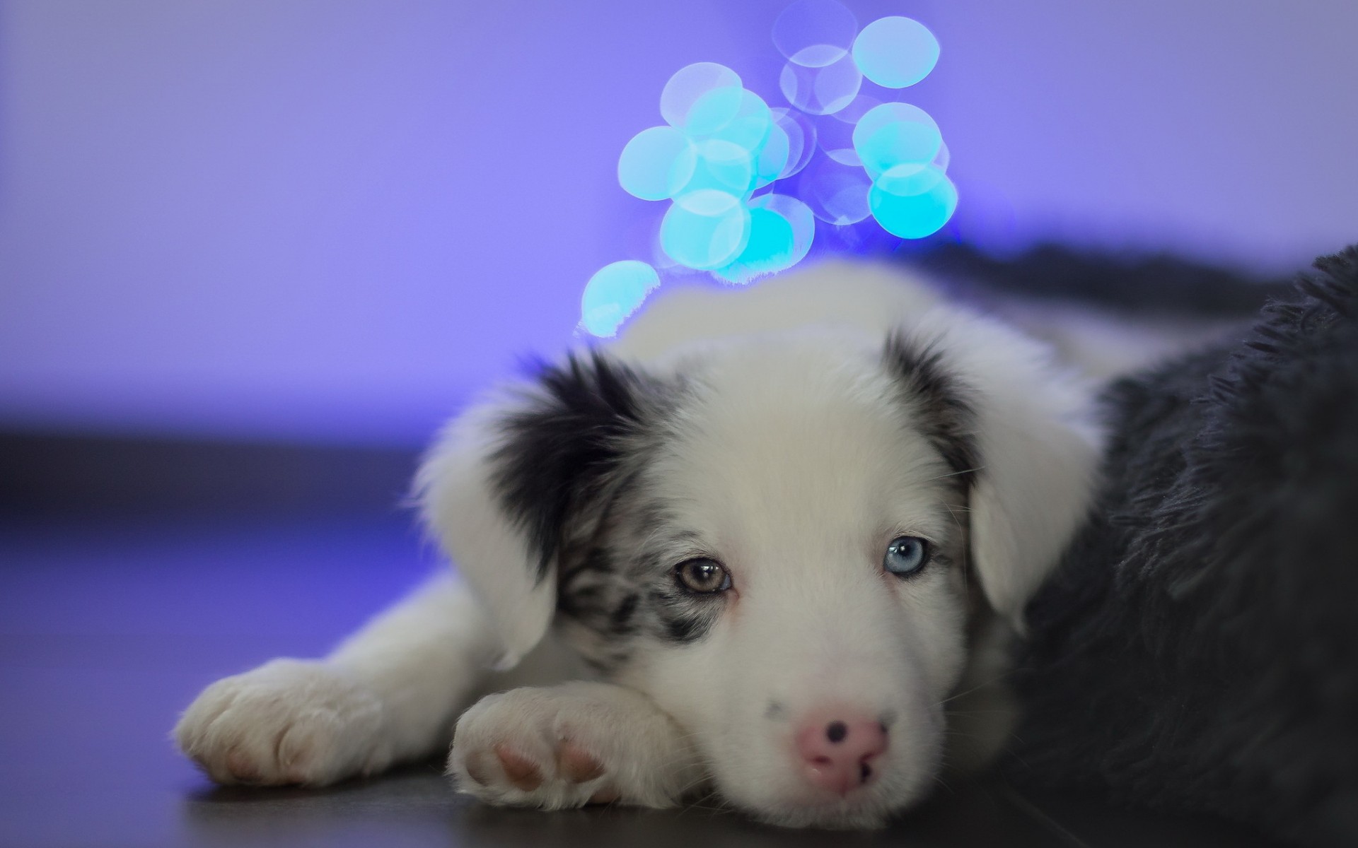 Cute Sad Puppy Wallpapers Wallpapers