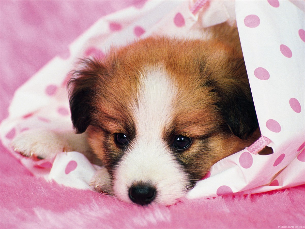 Cute Sad Puppy Wallpapers Wallpapers