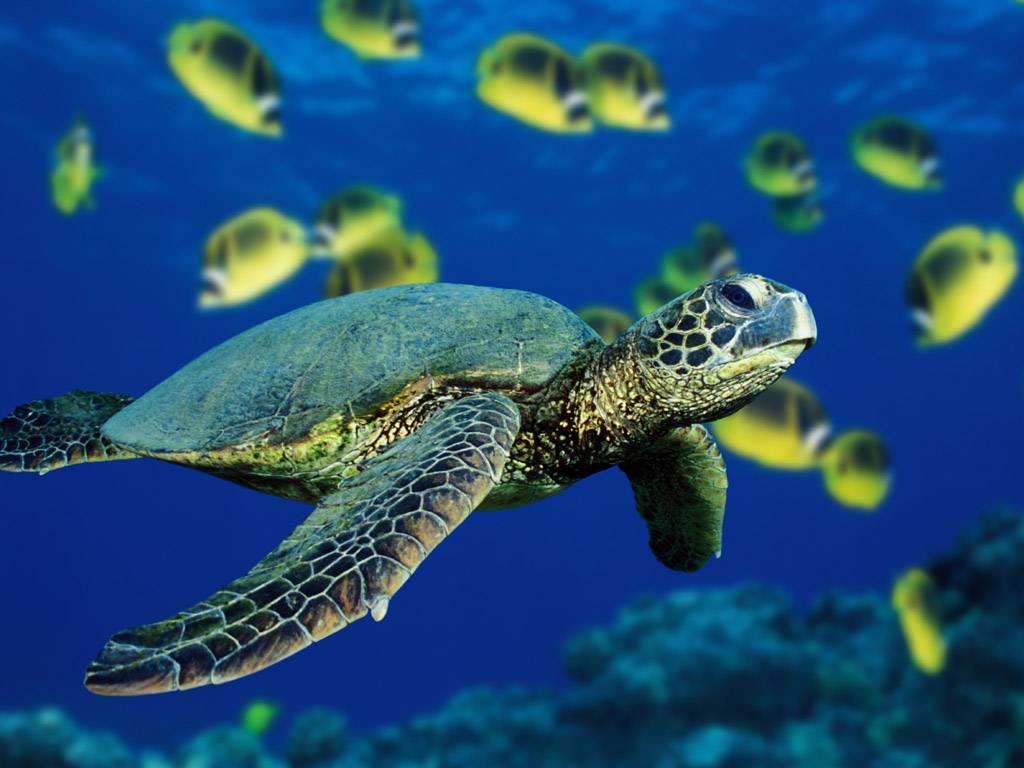 Cute Sea Turtle Wallpapers