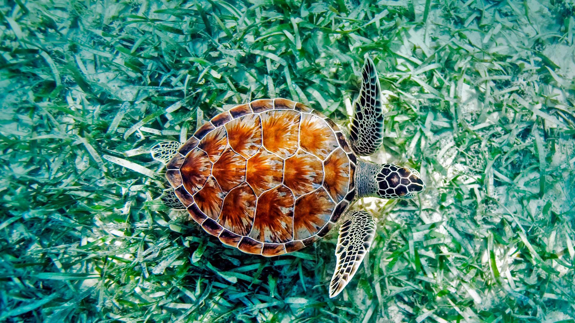 Cute Sea Turtle Wallpapers