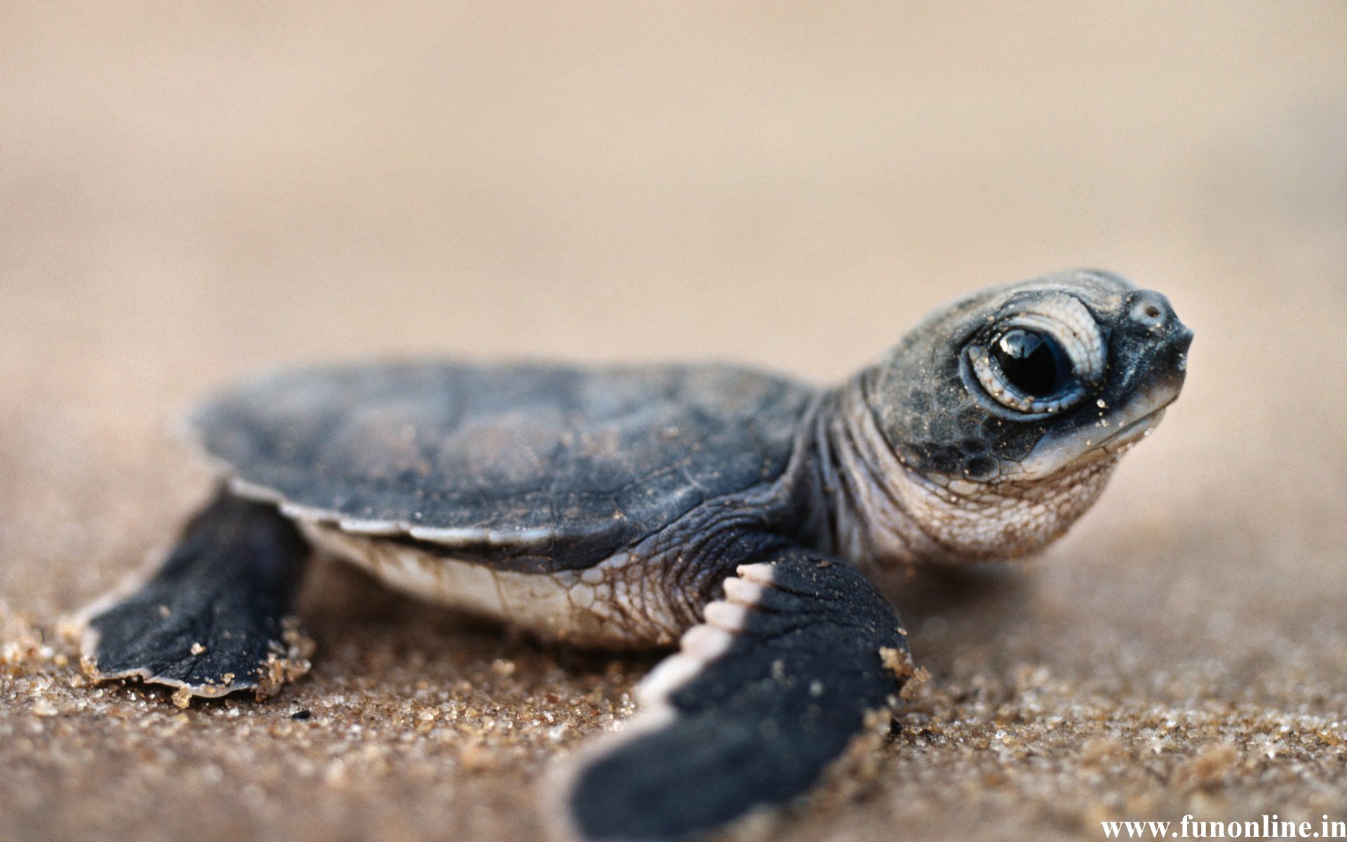 Cute Sea Turtle Wallpapers