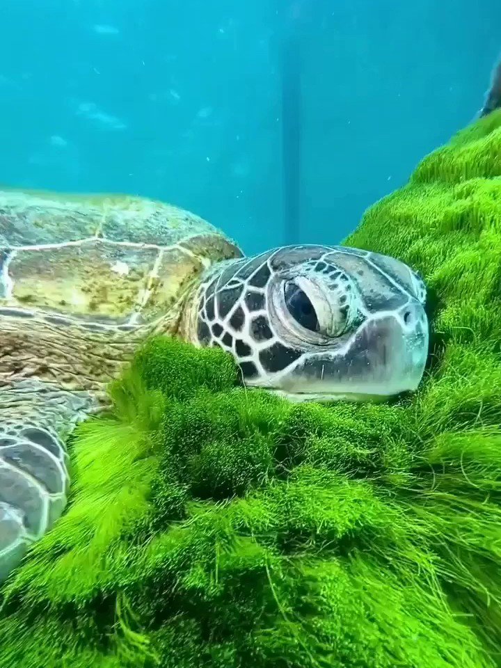 Cute Sea Turtle Wallpapers