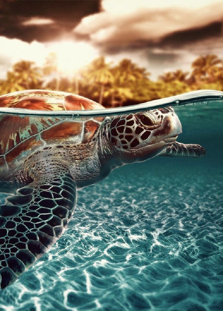 Cute Sea Turtle Wallpapers