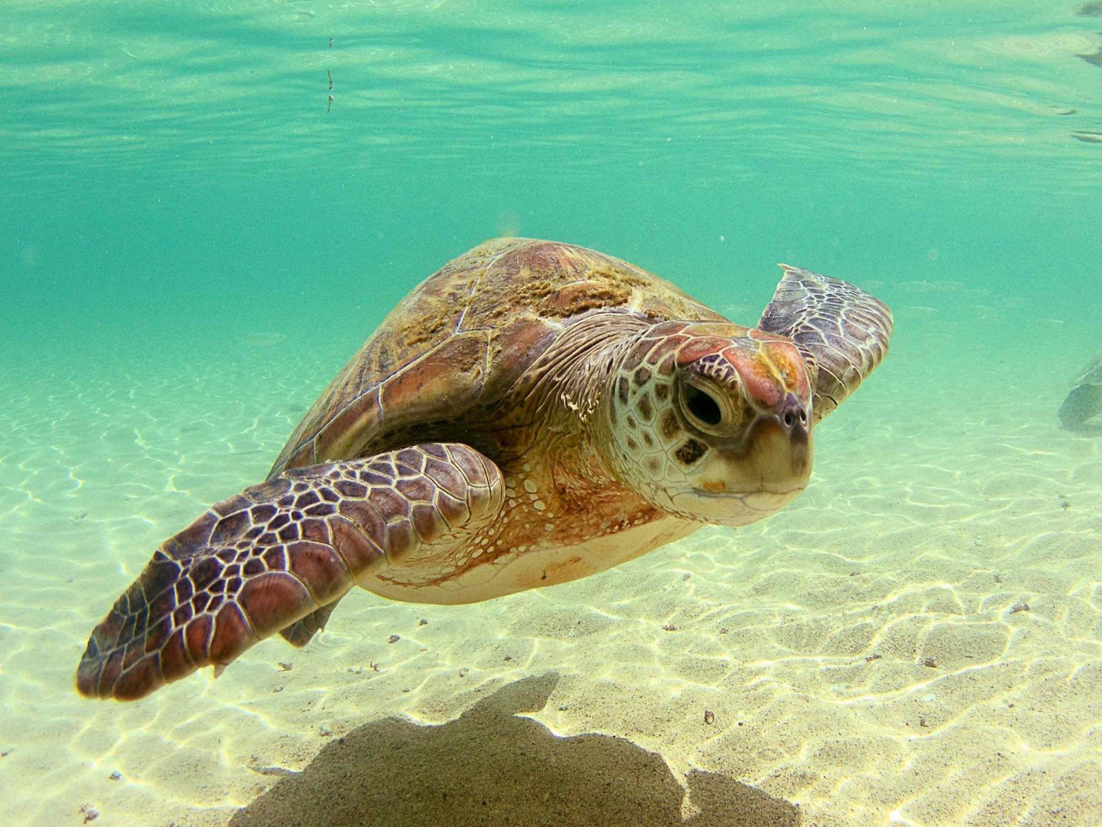 Cute Sea Turtle Wallpapers