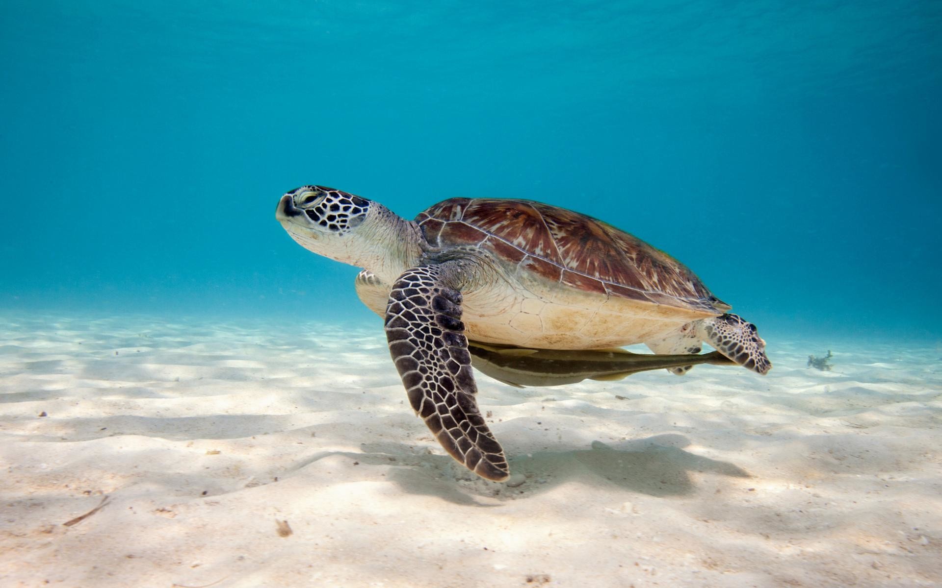 Cute Sea Turtle Wallpapers