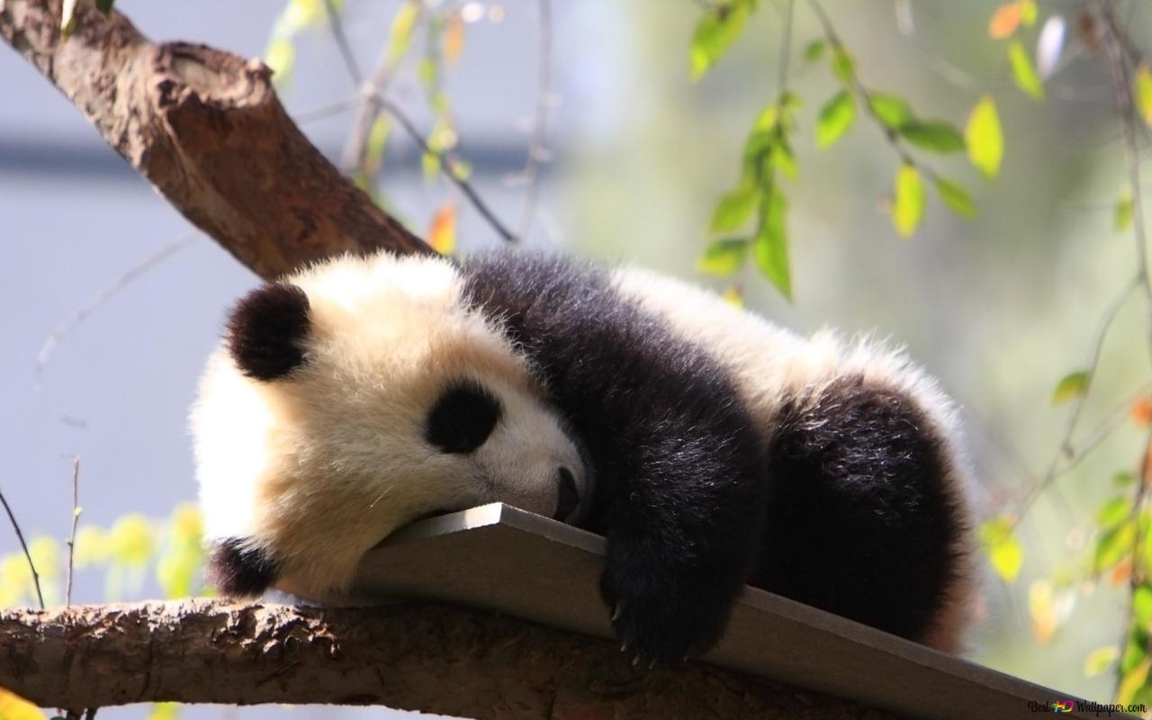 Cute Sleeping Panda Wallpapers