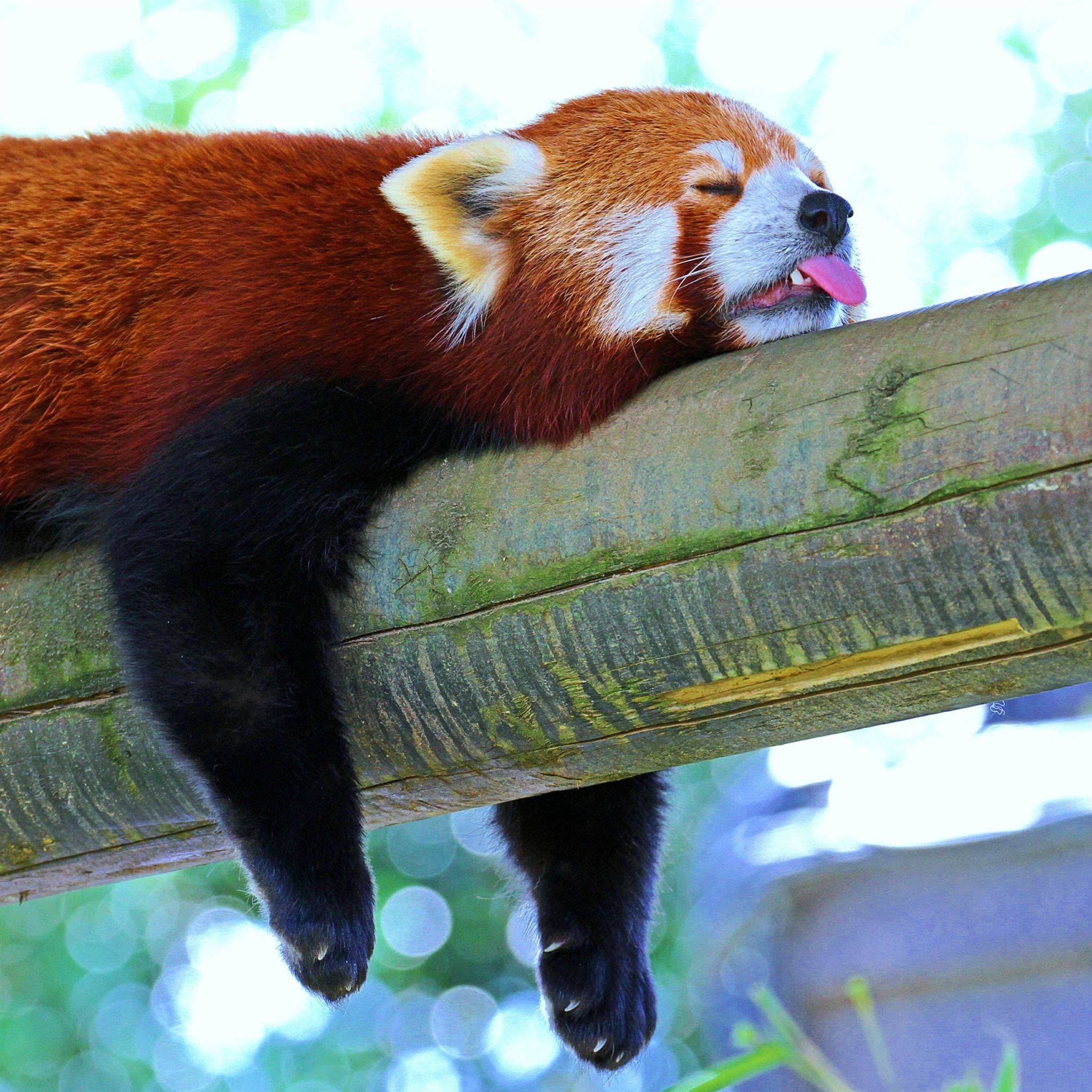 Cute Sleeping Panda Wallpapers