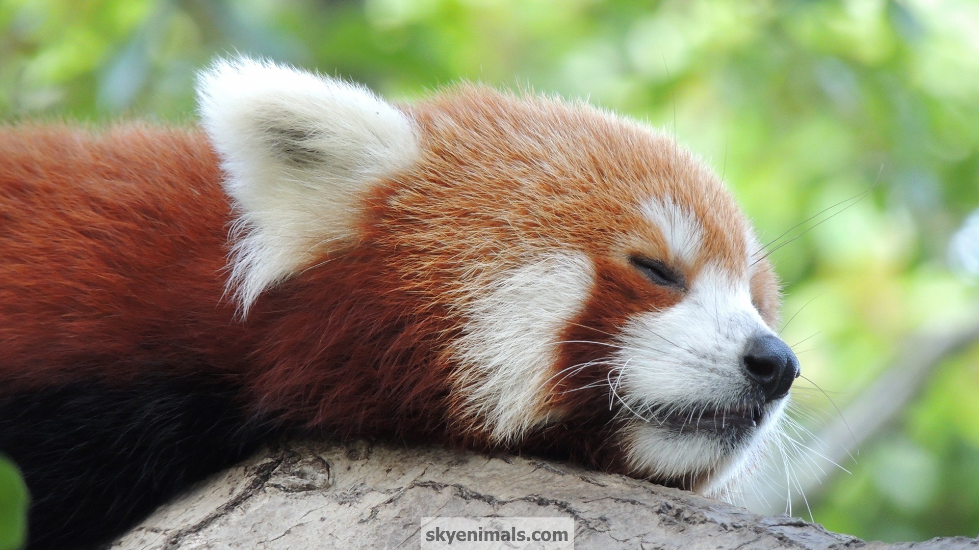 Cute Sleeping Panda Wallpapers