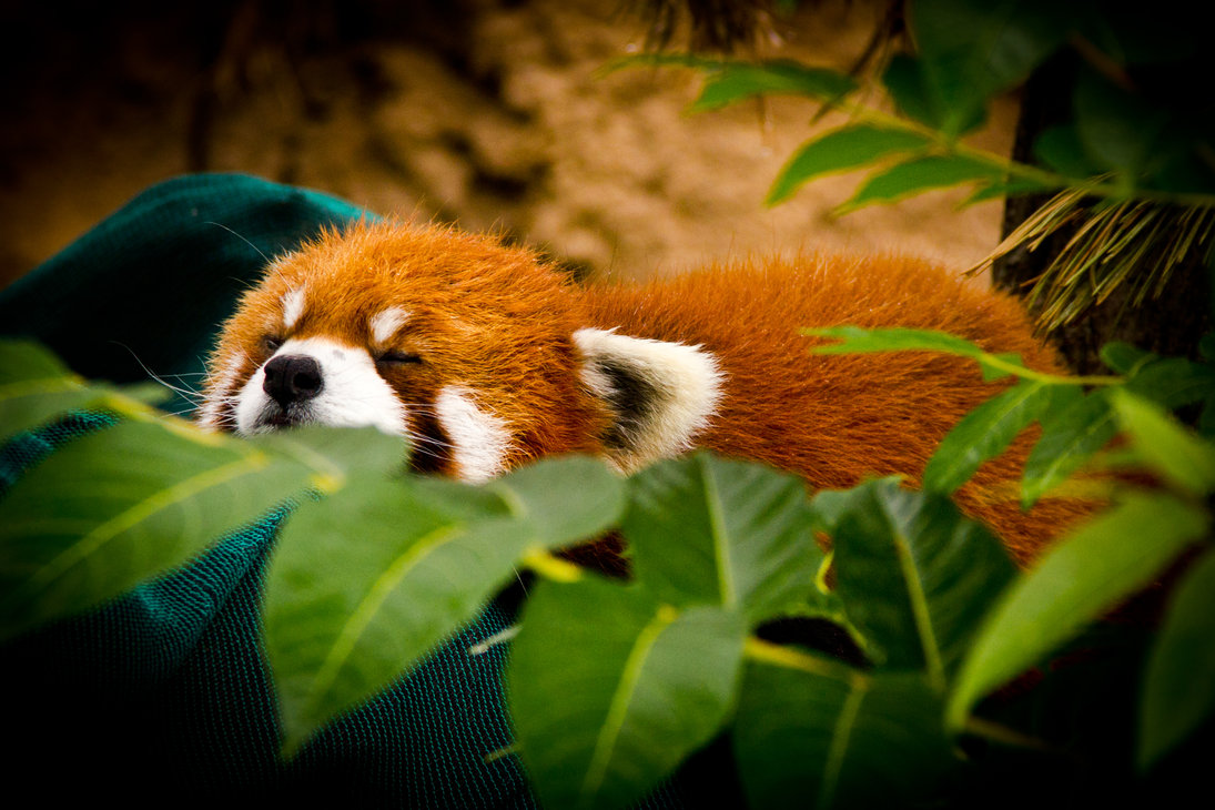 Cute Sleeping Panda Wallpapers