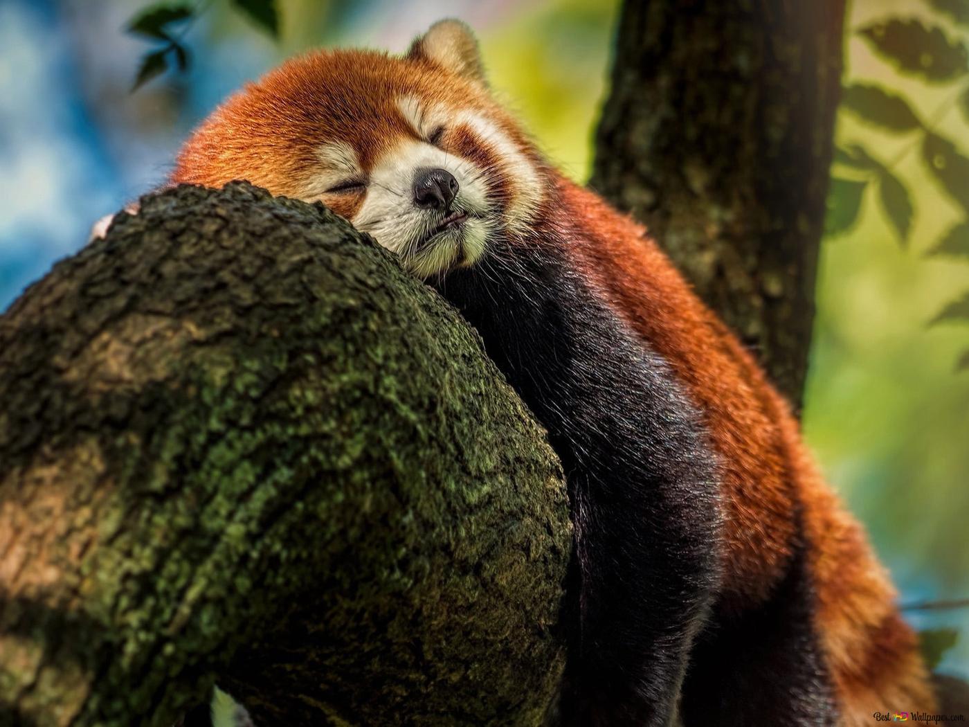 Cute Sleeping Panda Wallpapers