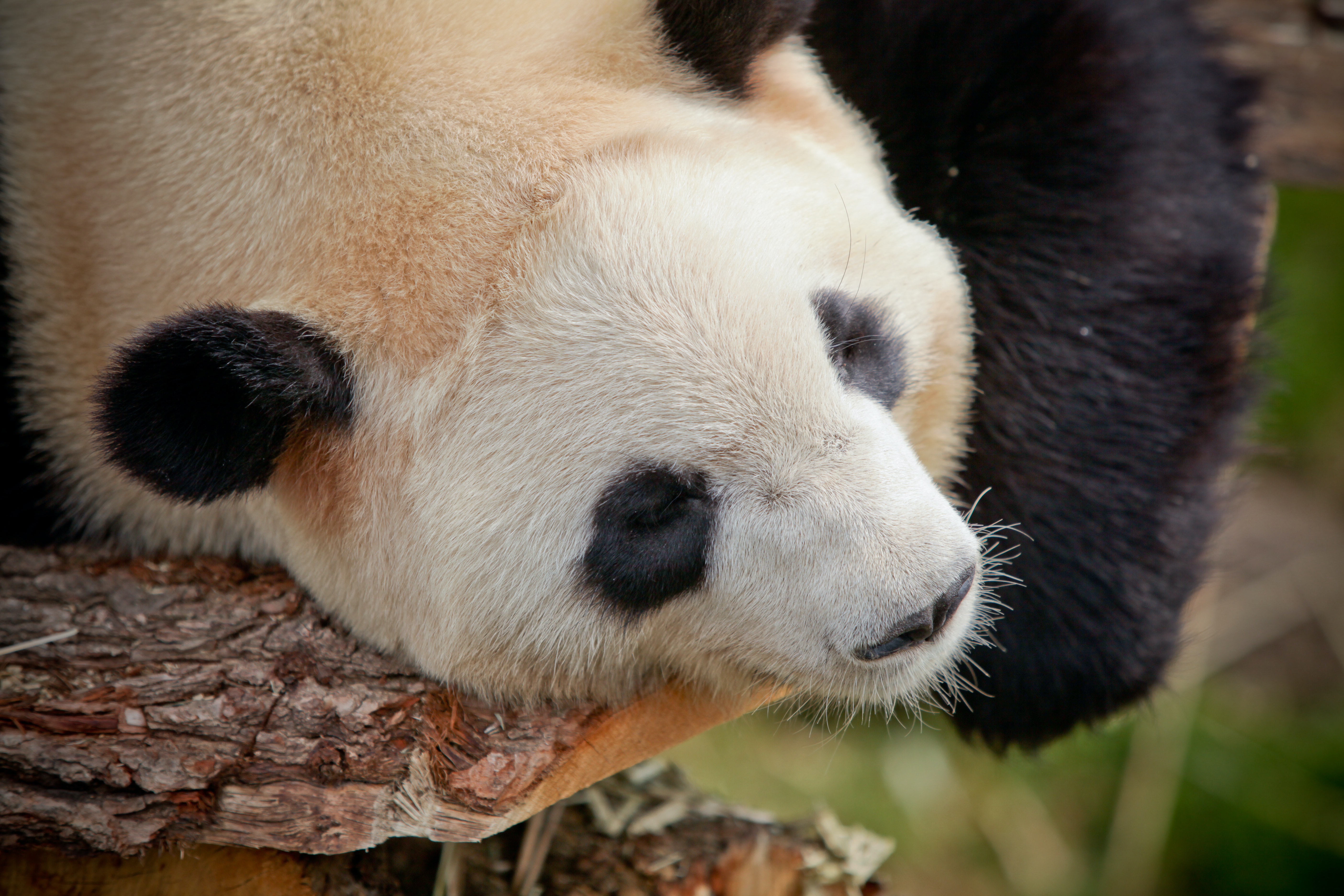 Cute Sleeping Panda Wallpapers