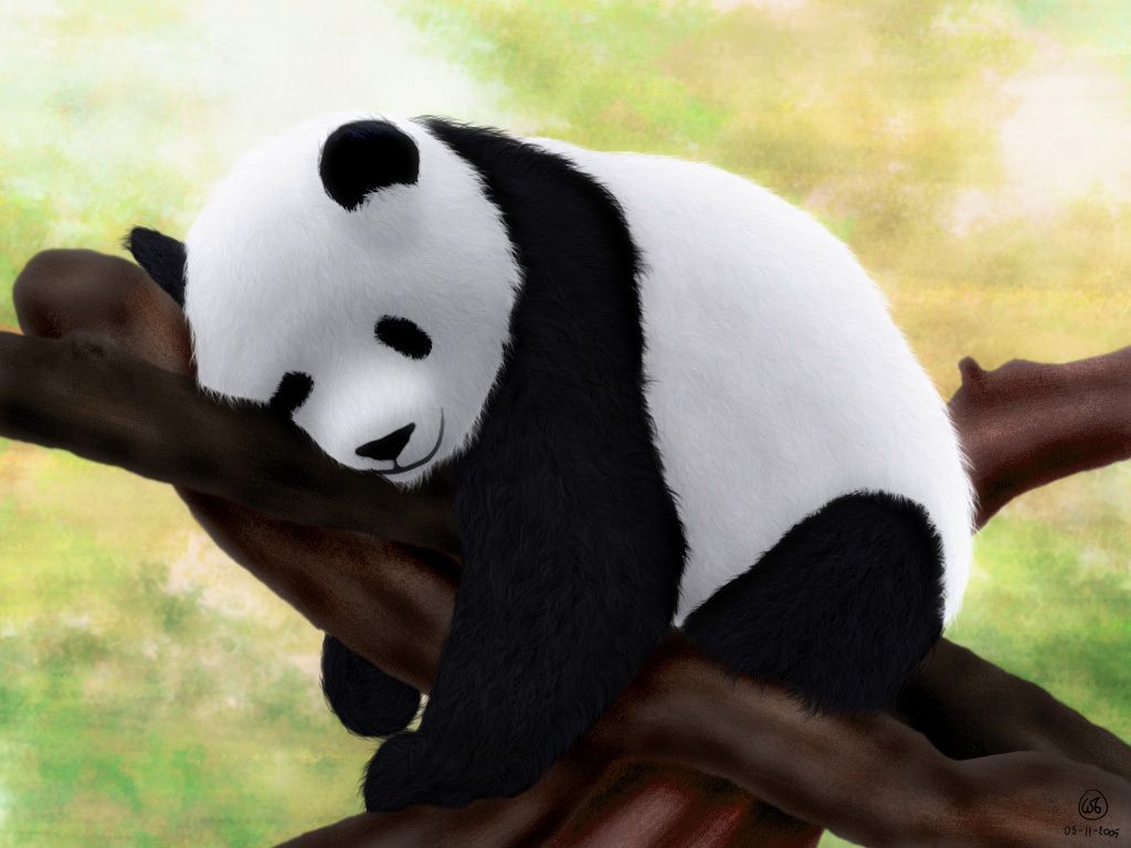 Cute Sleeping Panda Wallpapers