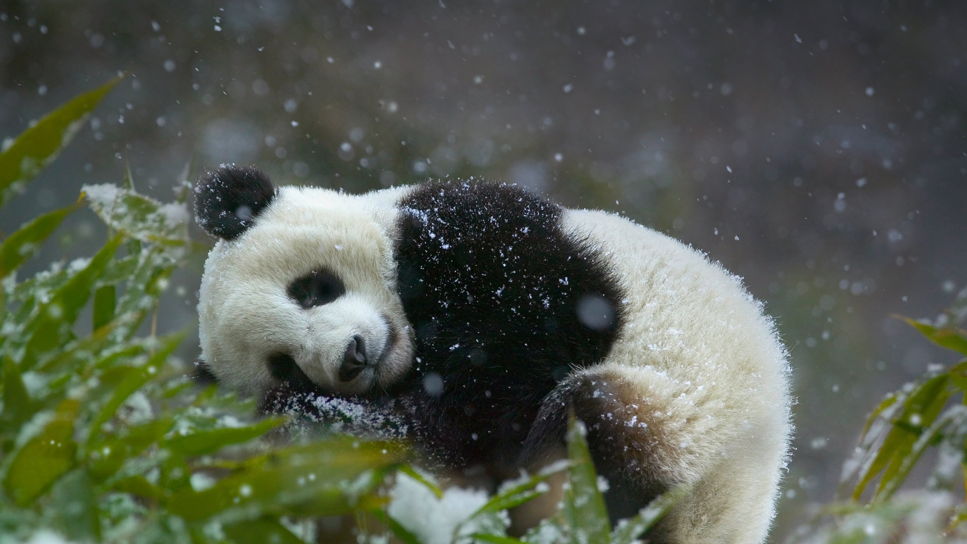 Cute Sleeping Panda Wallpapers