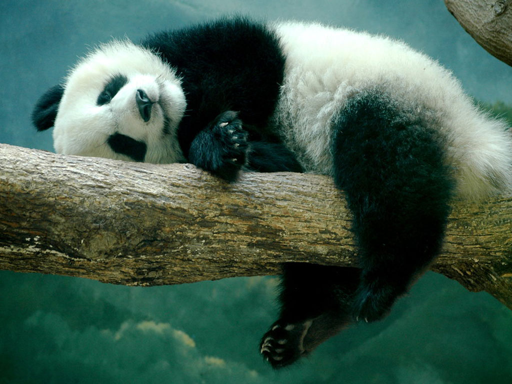 Cute Sleeping Panda Wallpapers