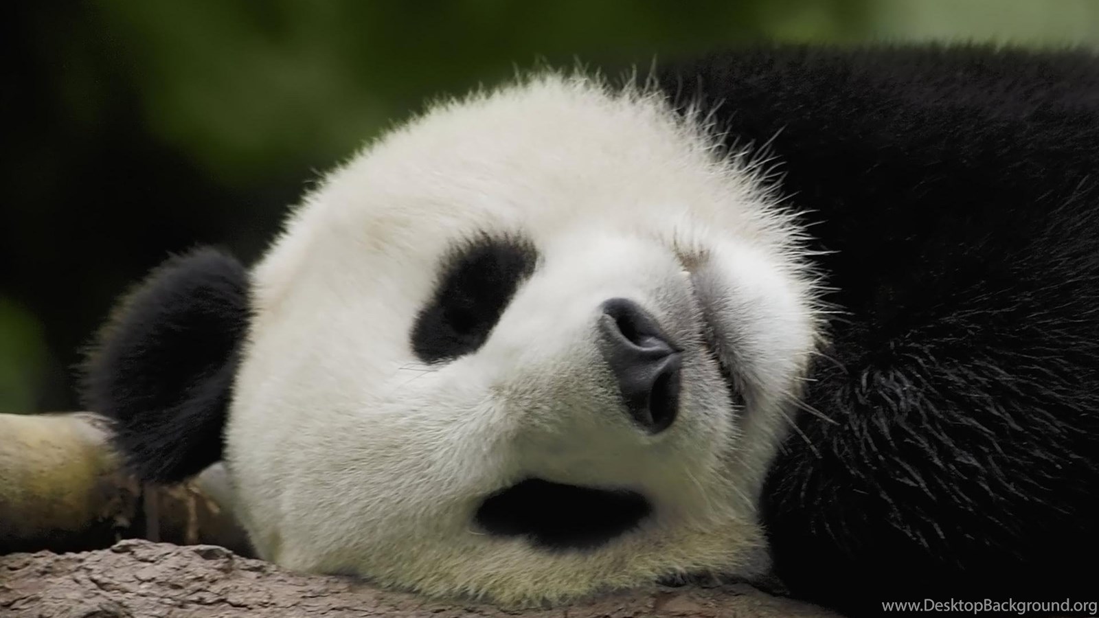 Cute Sleeping Panda Wallpapers