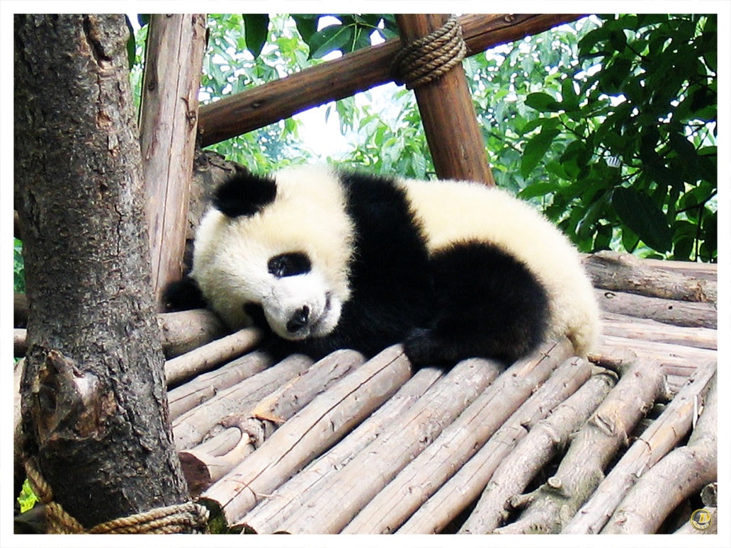 Cute Sleeping Panda Wallpapers