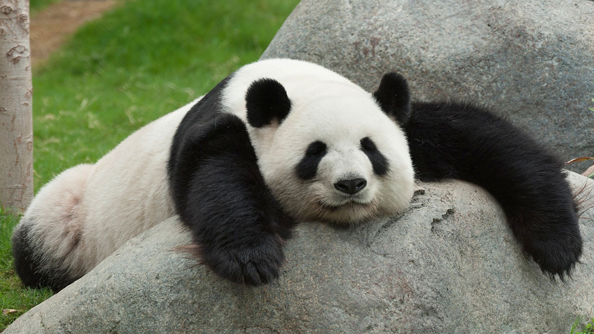 Cute Sleeping Panda Wallpapers