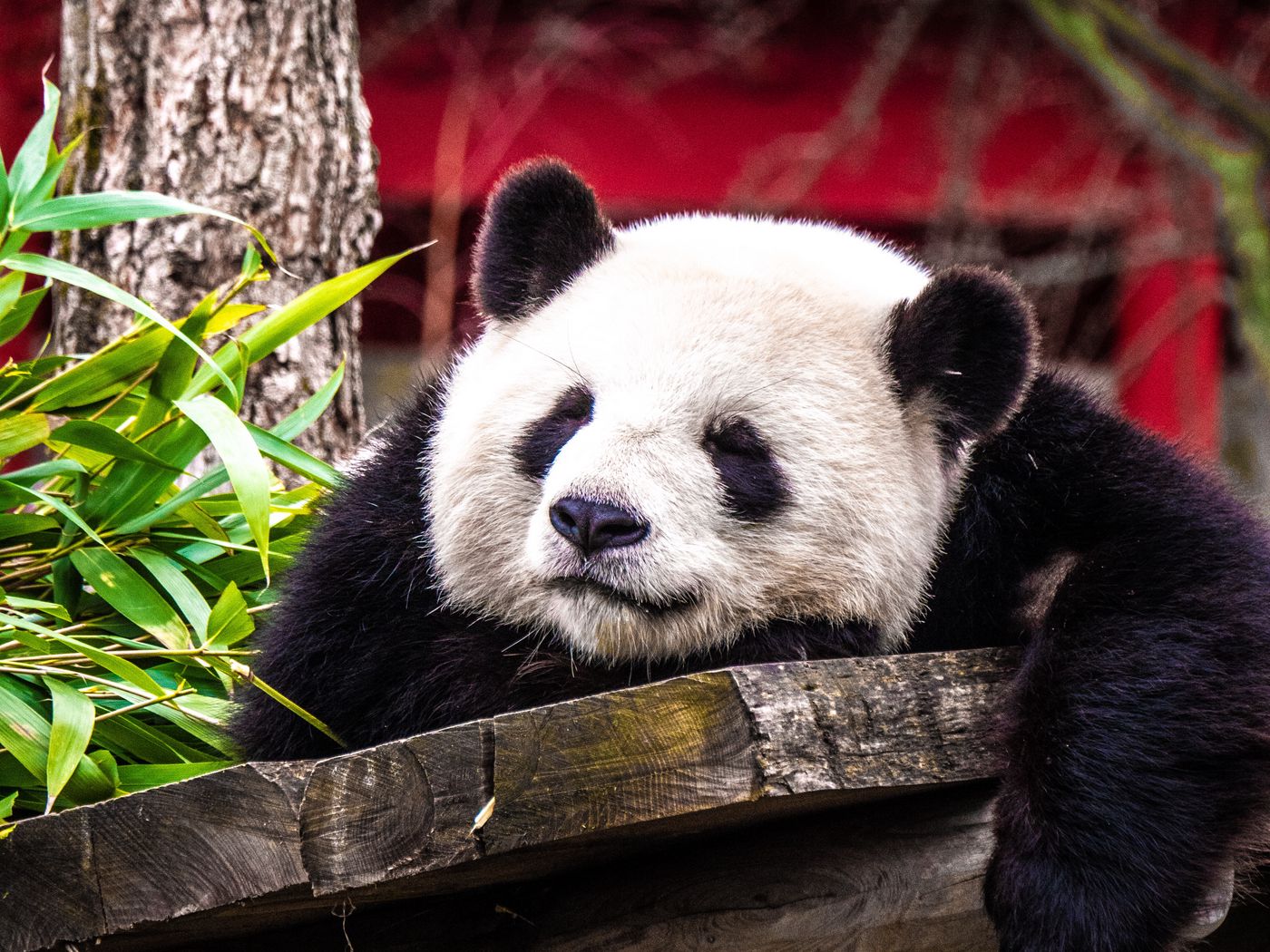 Cute Sleeping Panda Wallpapers