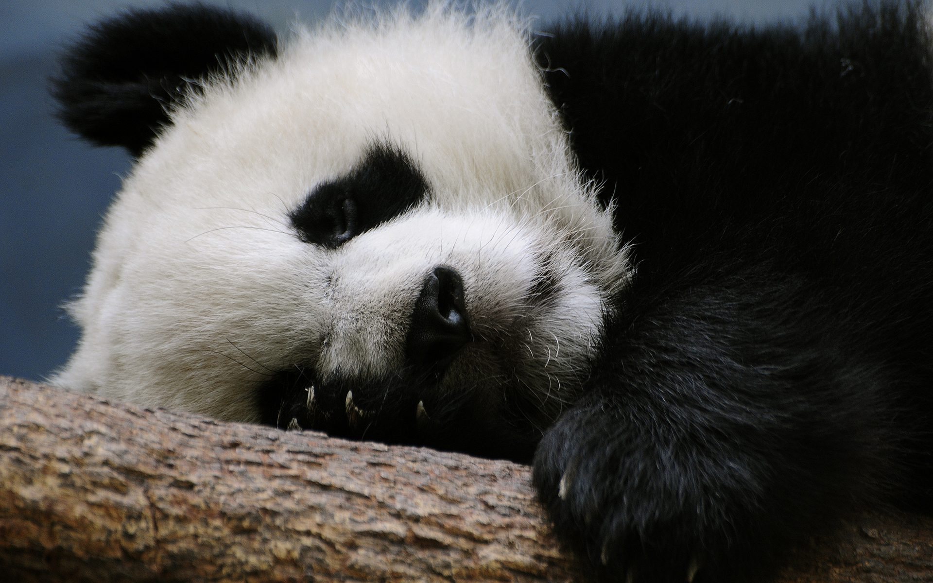 Cute Sleeping Panda Wallpapers