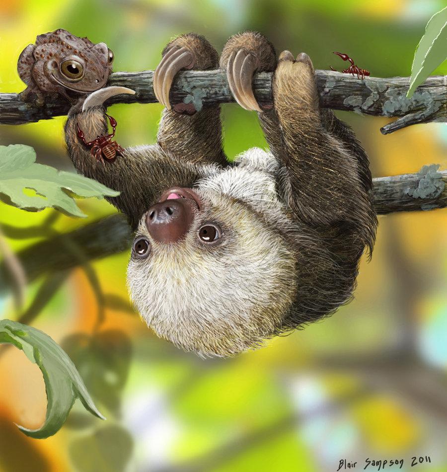 Cute Sloth Wallpapers