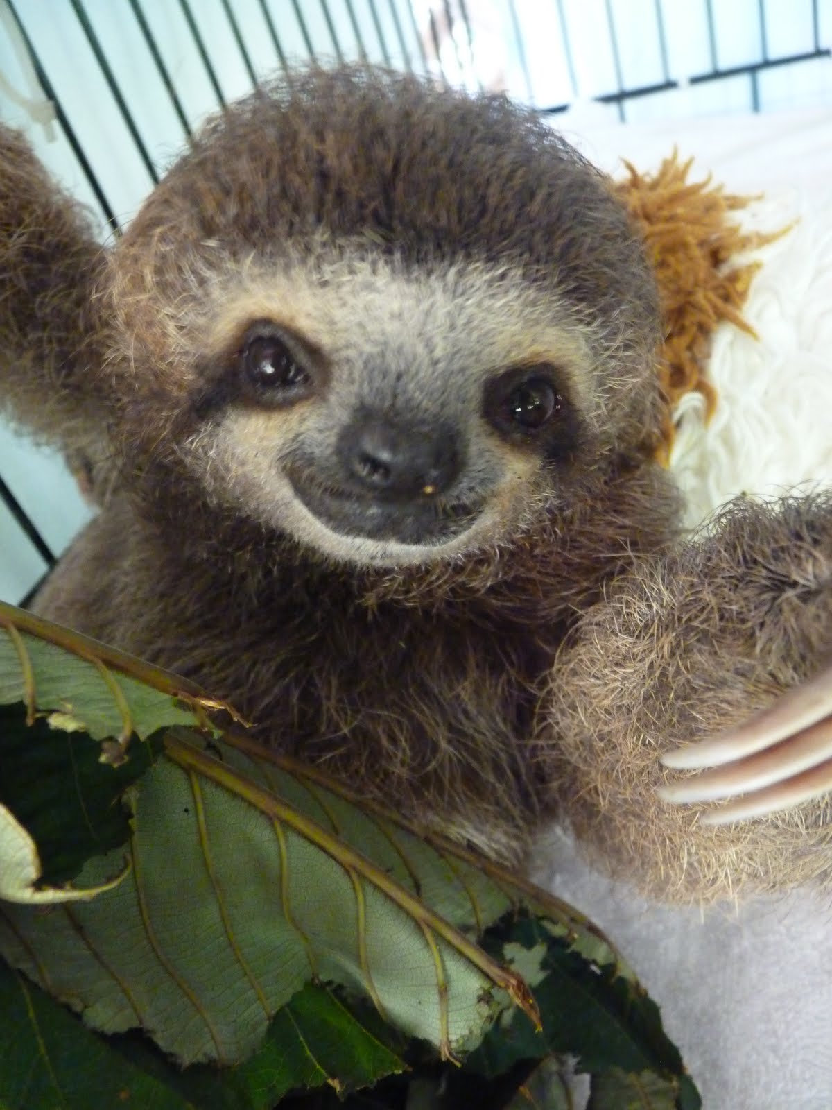 Cute Sloth Wallpapers