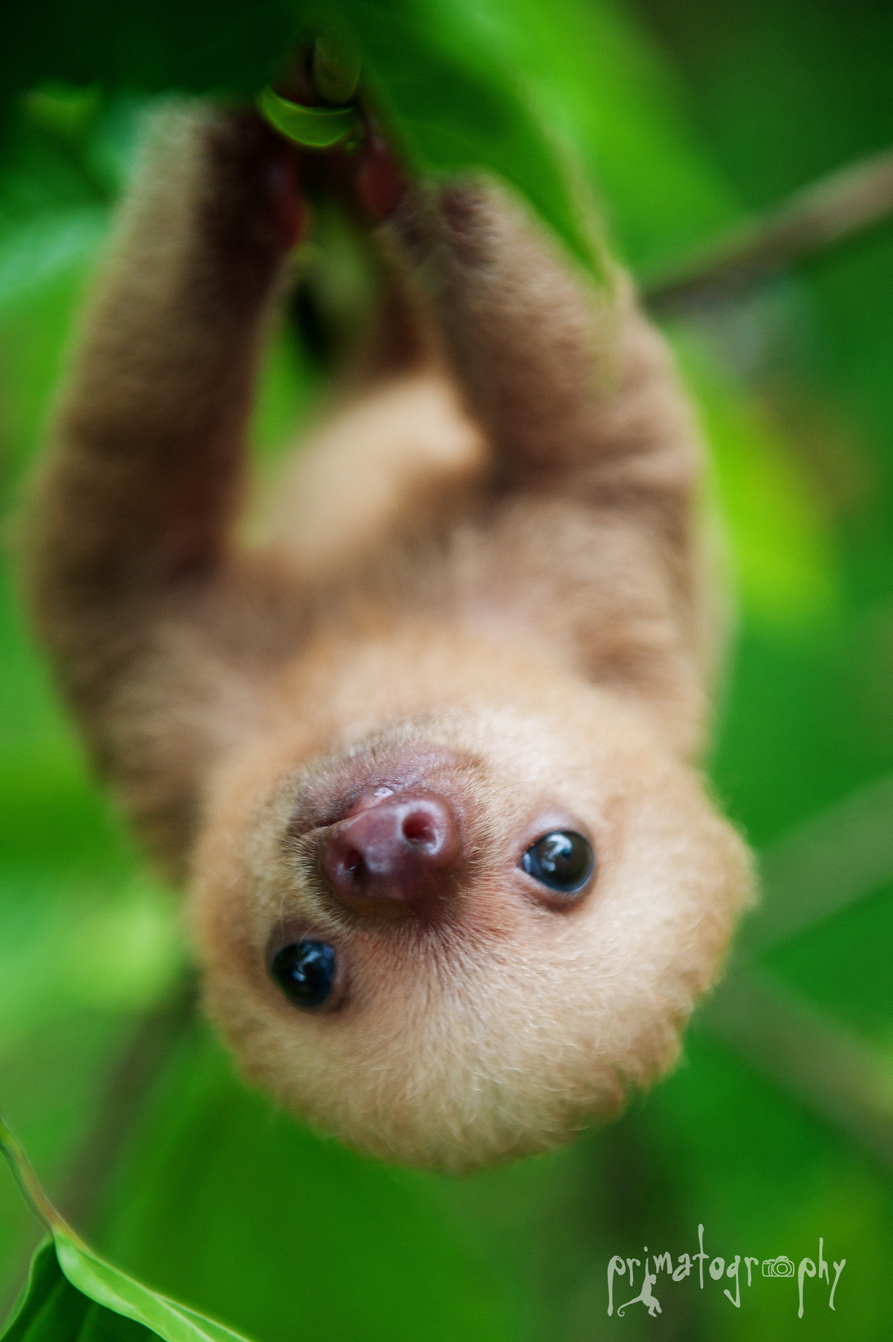 Cute Sloth Wallpapers