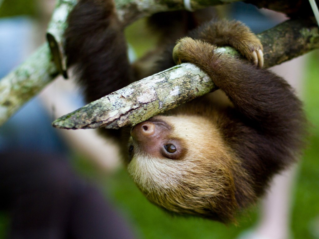 Cute Sloth Wallpapers