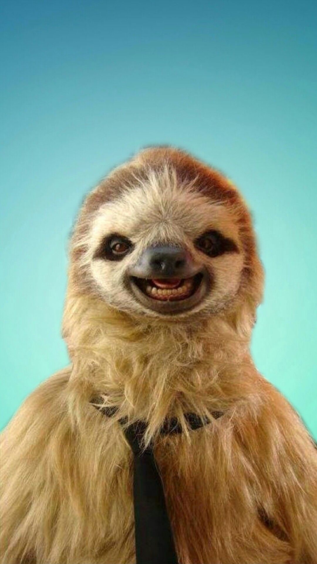 Cute Sloths Wallpapers Wallpapers