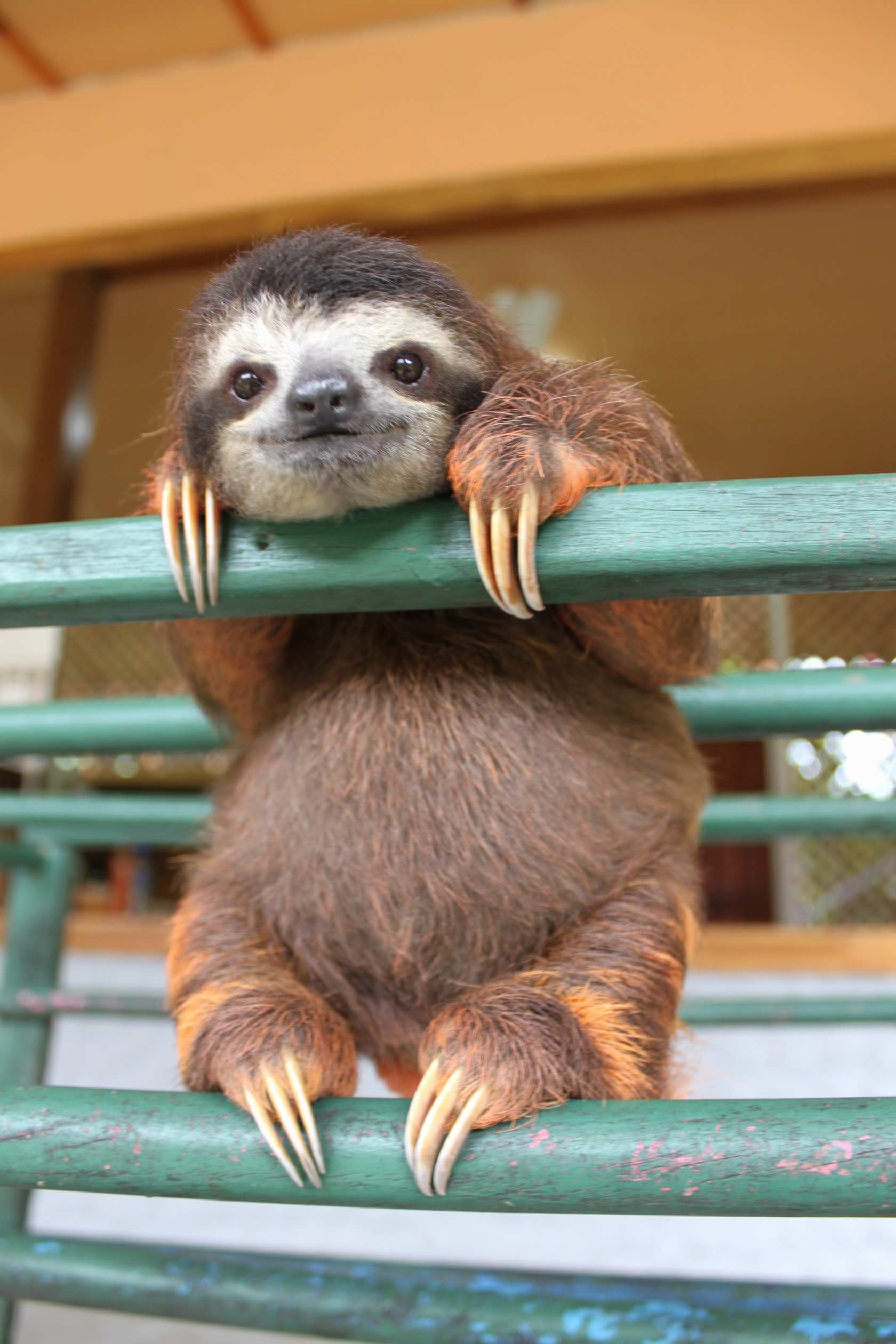 Cute Sloths Wallpapers Wallpapers