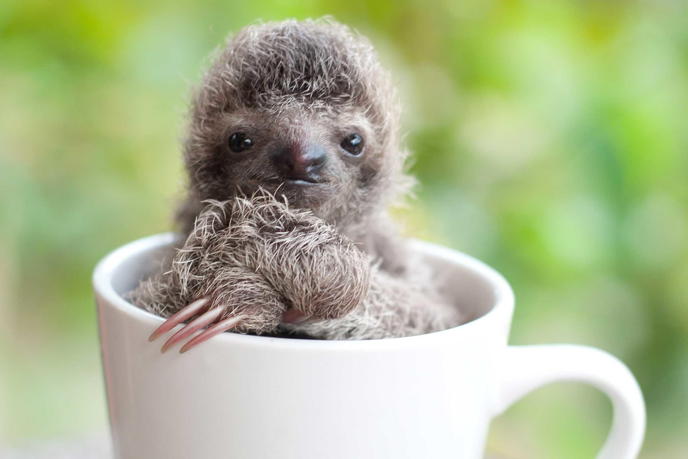 Cute Sloths Wallpapers Wallpapers