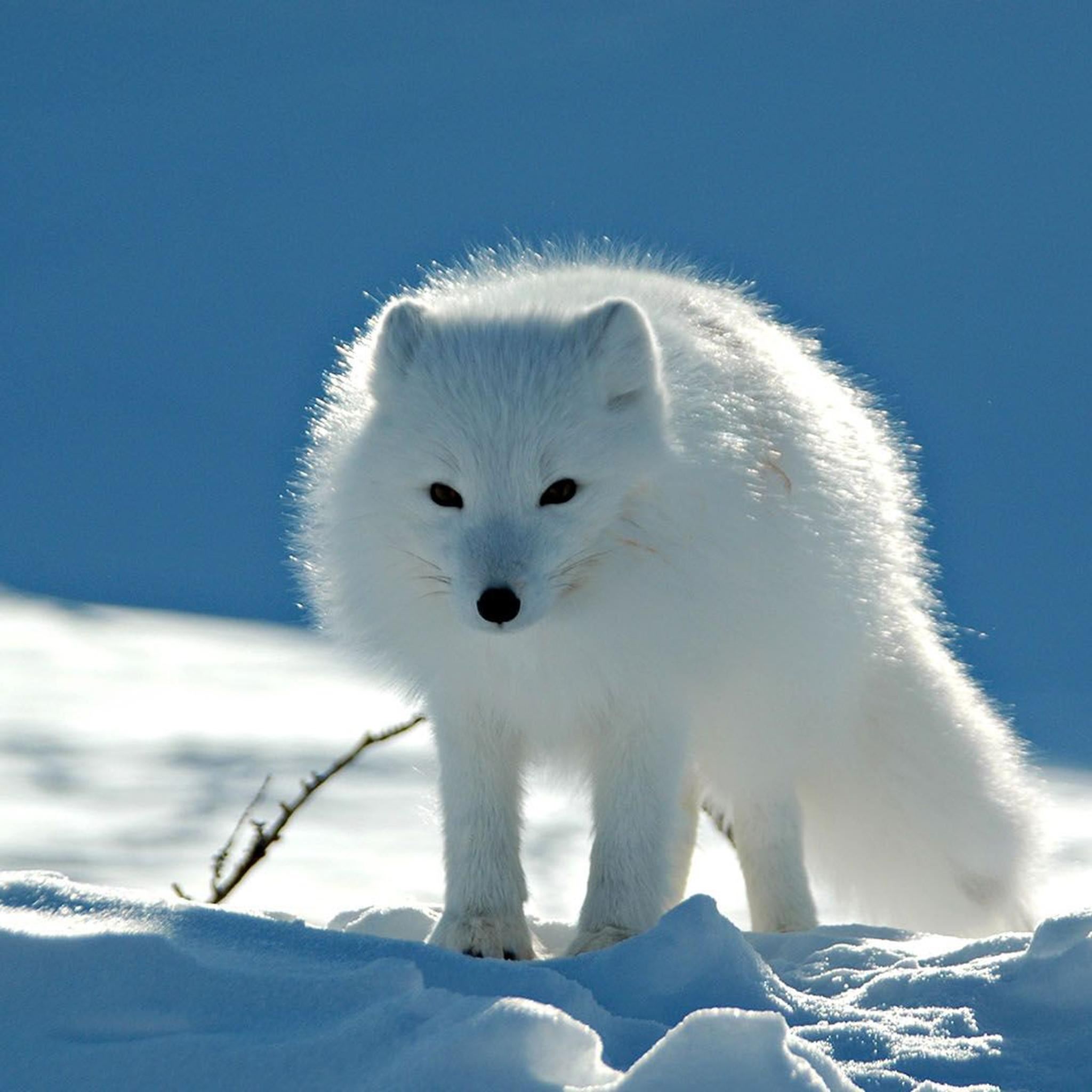 Cute Snow Fox Wallpapers