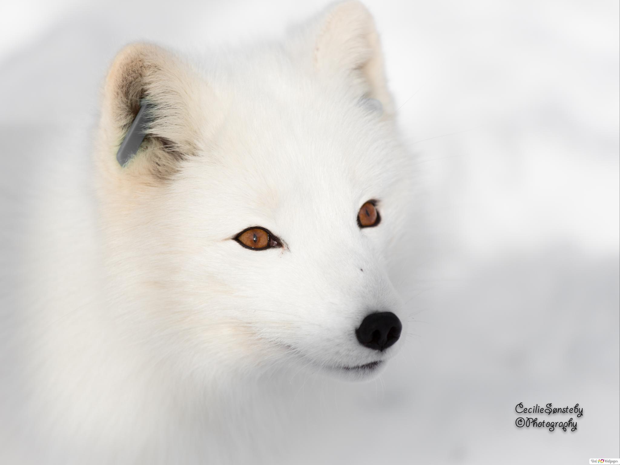 Cute Snow Fox Wallpapers