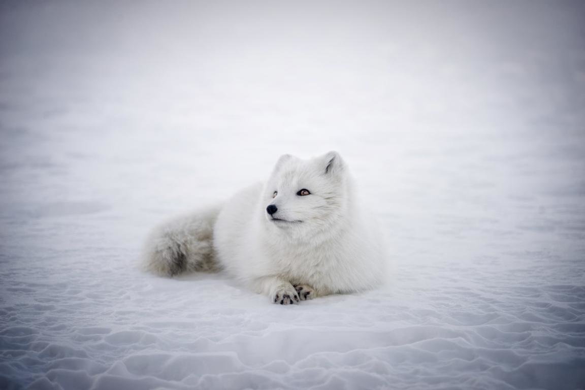 Cute Snow Fox Wallpapers