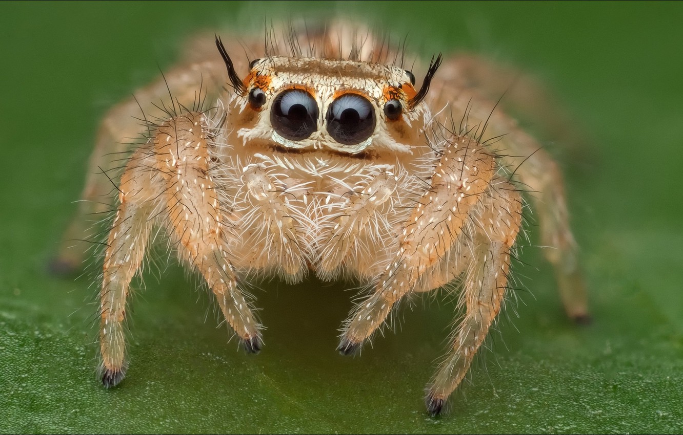 Cute Spider Eyes Wallpapers