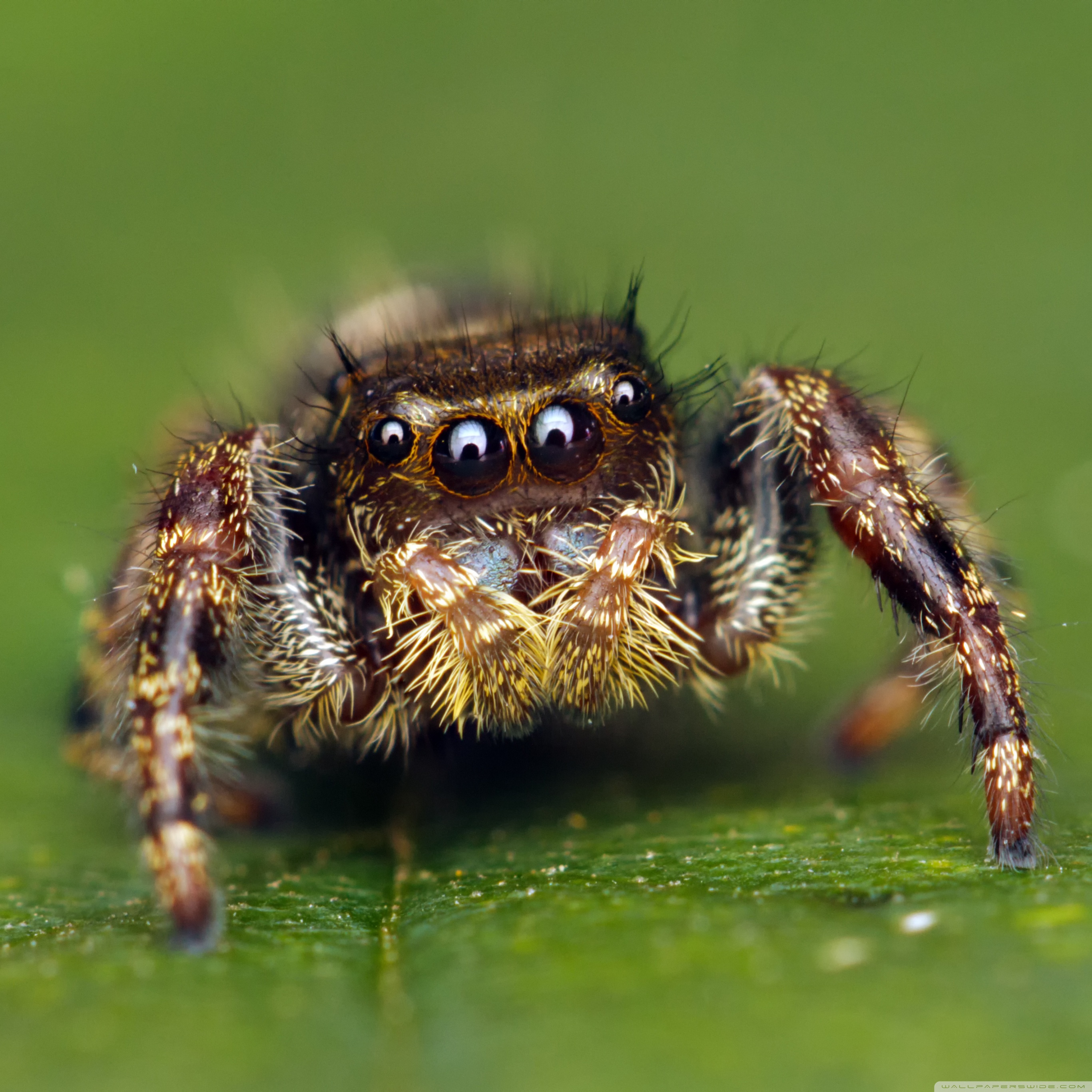 Cute Spider Eyes Wallpapers