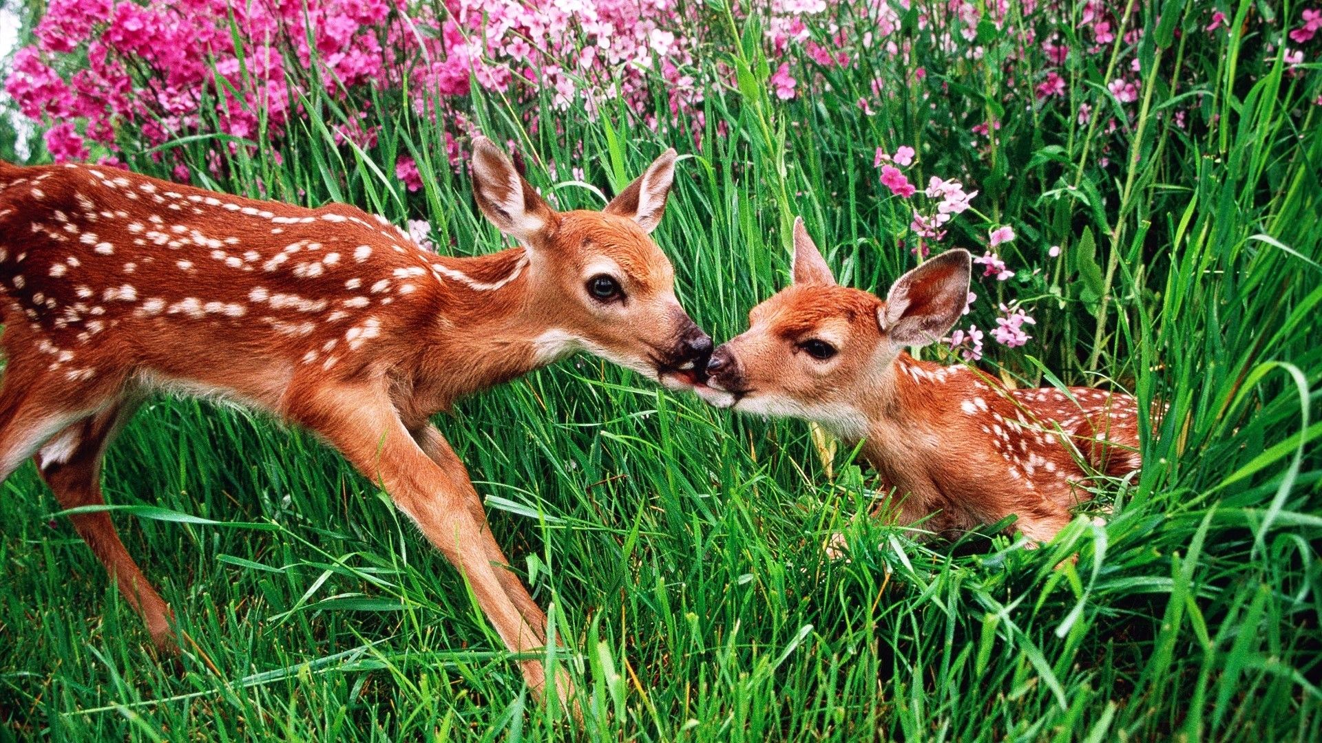 Cute Spring Animals Wallpapers Wallpapers